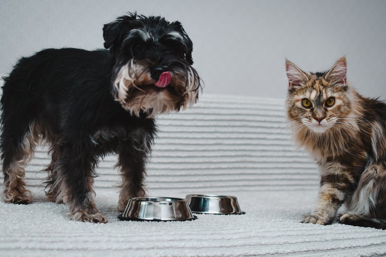 Retrato de un gato y un perro comiendo juntos