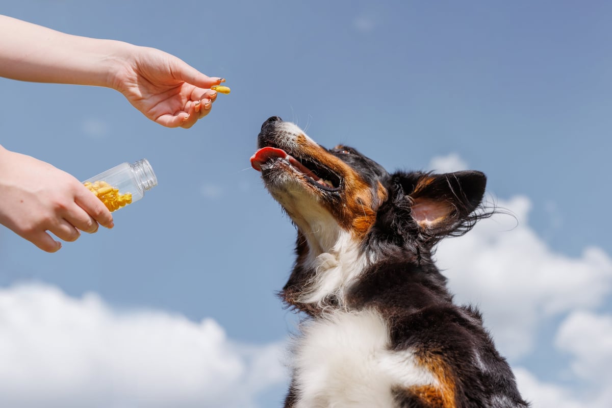 Mujer dando pastilla a su perro