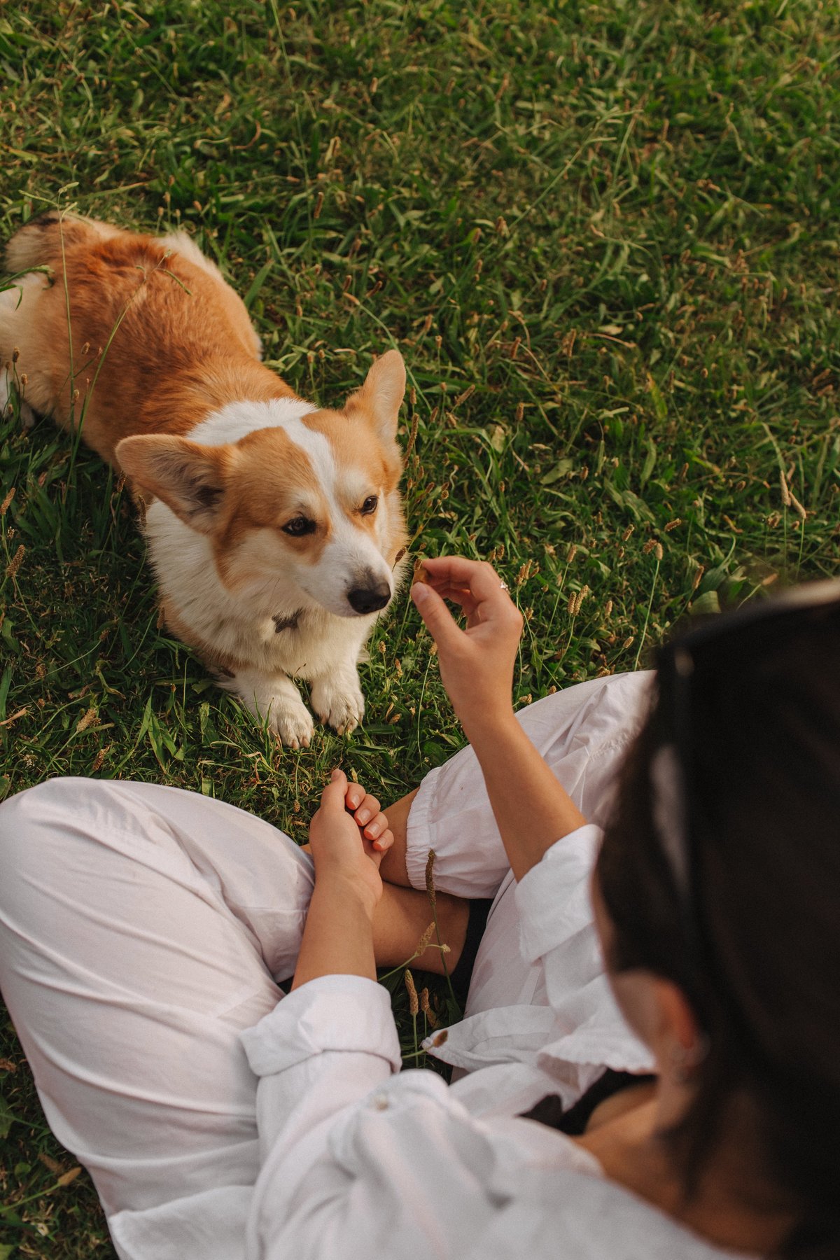 Mujer dando comida a un Welsh Corgi en el parque